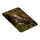 Young Alligator Magnet (Rechte Seite)