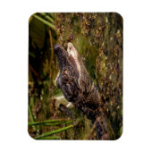 Young Alligator Magnet (Vertikal)