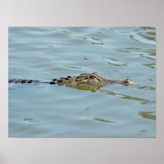 Young Alligator Poster (Vorne)