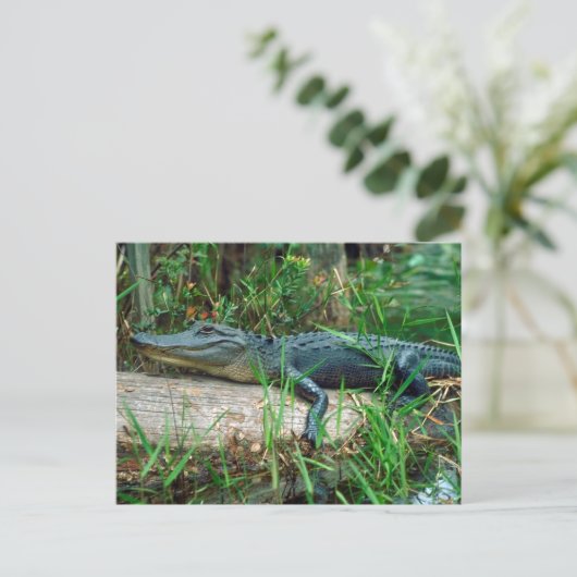 Young Alligator Postkarte (Stehend Vorderseite)