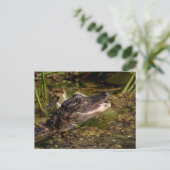 Young Alligator Postkarte (Stehend Vorderseite)
