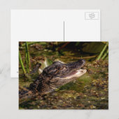 Young Alligator Postkarte (Vorne/Hinten)