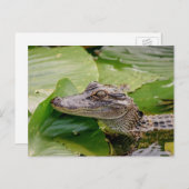 Young Alligator Postkarte (Vorne/Hinten)