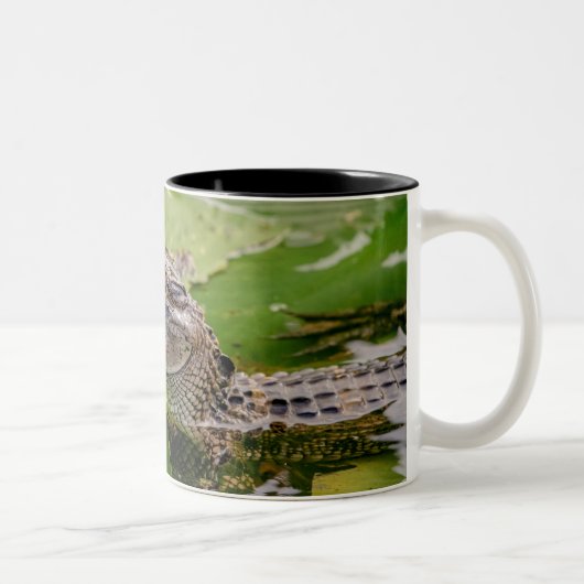 Young Alligator Zweifarbige Tasse (Rechts)