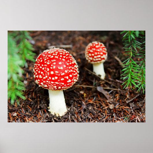 Young Amanita muscaria Poster (Vorne)