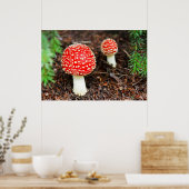 Young Amanita muscaria Poster (Küche)