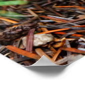 Young Amanita muscaria Poster (Ecke)