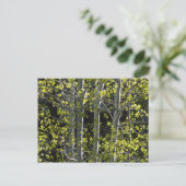 Young Aspen Trees Postkarte (Stehend Vorderseite)