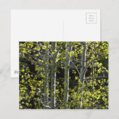 Young Aspen Trees Postkarte (Vorne/Hinten)