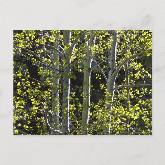 Young Aspen Trees Postkarte (Vorderseite)