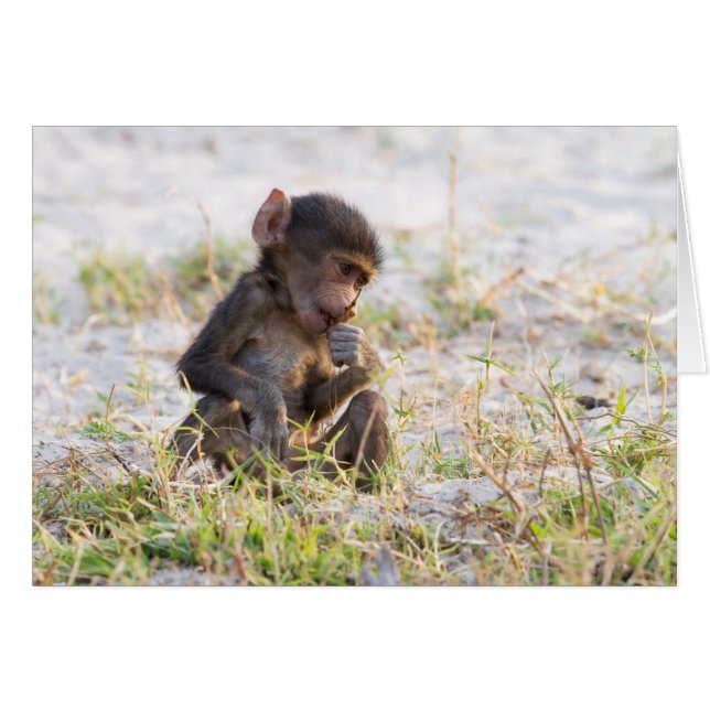 Young Baboon (Vorderseite (Horizontal))