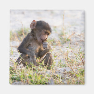 Young Baboon Magnet