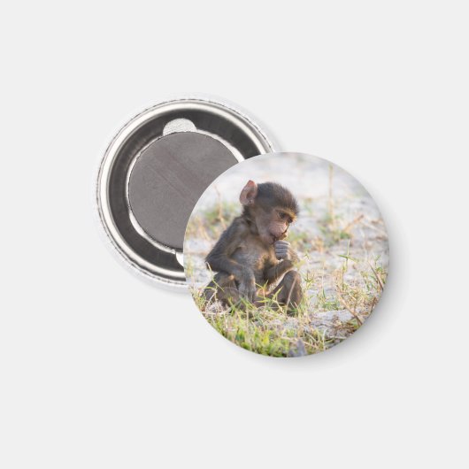 Young Baboon Magnet (Vorderseite/Rückseite)