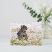 Young Baboon Postkarte (Stehend Vorderseite)