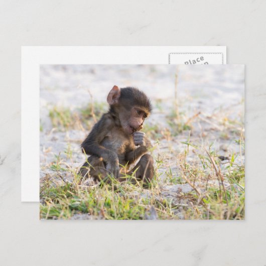 Young Baboon Postkarte (Vorne/Hinten)