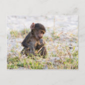 Young Baboon Postkarte (Vorderseite)