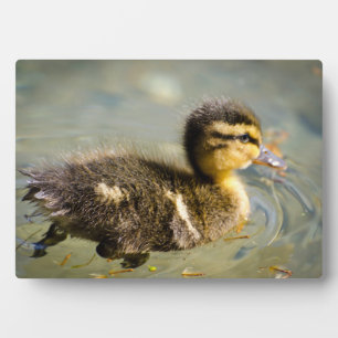 Young Baby Duck Fotoplatte