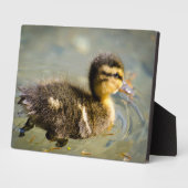 Young Baby Duck Fotoplatte (Seite)