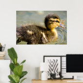 Young Baby Duck Poster (Heimbüro)