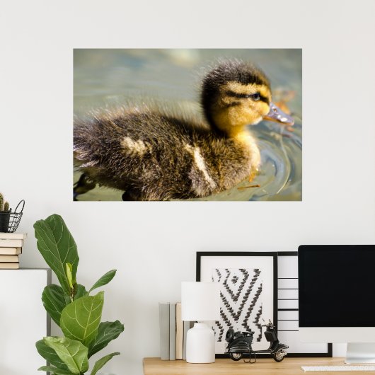 Young Baby Duck Poster (Heimbüro)