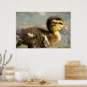 Young Baby Duck Poster (Küche)