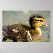 Young Baby Duck Poster (Vorne)