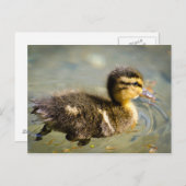 Young Baby Duck Postkarte (Vorne/Hinten)