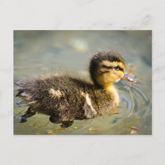 Young Baby Duck Postkarte (Vorderseite)