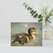 Young Baby Duck Postkarte (Stehend Vorderseite)