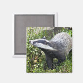 Young Badger Magnet (Vorderseite/Rückseite)