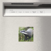 Young Badger Magnet (In Situ (Geschirrspüler))