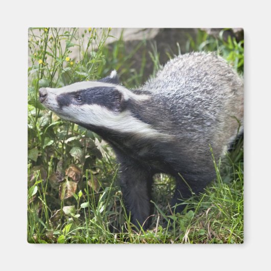 Young Badger Magnet (Vorne)