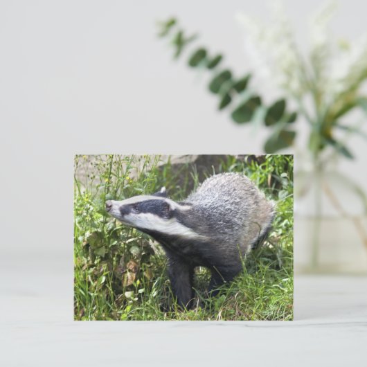 Young Badger Postcard Postkarte (Stehend Vorderseite)