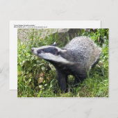 Young Badger Postcard Postkarte (Vorne/Hinten)