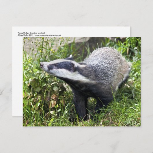 Young Badger Postcard Postkarte (Vorne/Hinten)