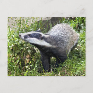 Young Badger Postcard Postkarte