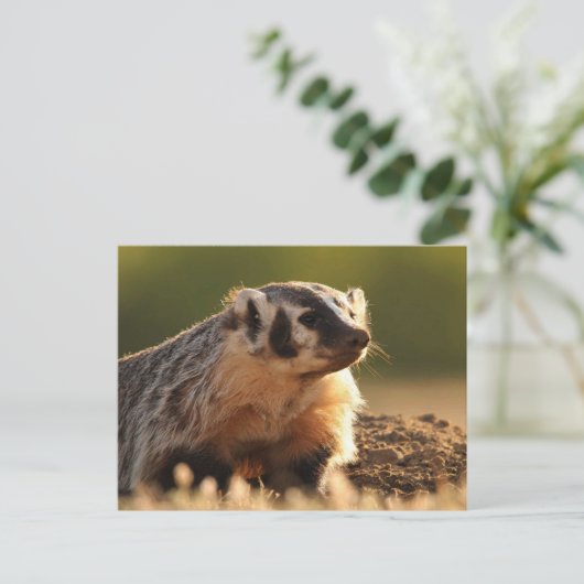 Young Badger Postkarte (Stehend Vorderseite)