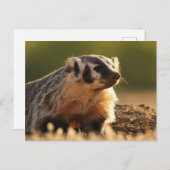 Young Badger Postkarte (Vorne/Hinten)