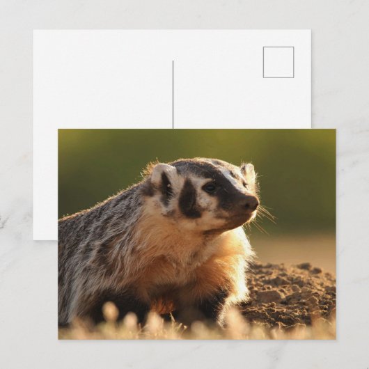 Young Badger Postkarte (Vorne/Hinten)