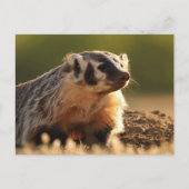 Young Badger Postkarte (Vorderseite)