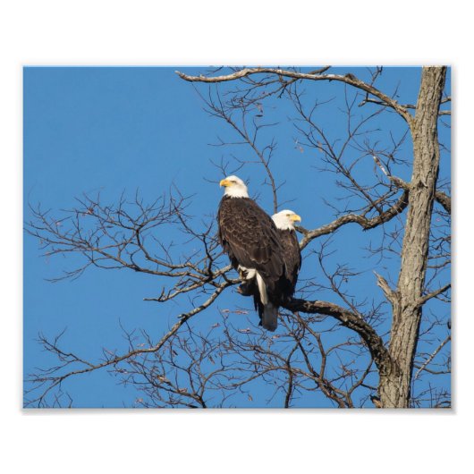 Young Bald Eagle Couple Fotodruck (Vorne)