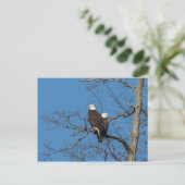 Young Bald Eagle Couple Postkarte (Stehend Vorderseite)