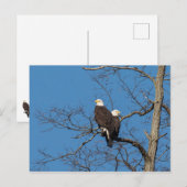 Young Bald Eagle Couple Postkarte (Vorne/Hinten)