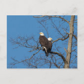 Young Bald Eagle Couple Postkarte (Vorderseite)