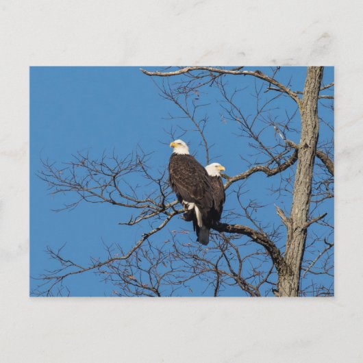 Young Bald Eagle Couple Postkarte (Vorderseite)