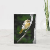 Young Baltimore Oriole im Inneren Karte (Vorderseite)