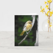 Young Baltimore Oriole im Inneren Karte (Gelbe Blume)