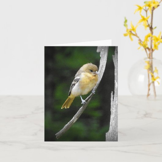 Young Baltimore Oriole im Inneren Karte (Gelbe Blume)