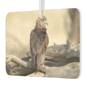 Young Bateleur Autolufterfrischer (Links)