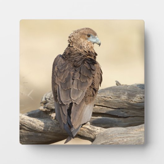 Young Bateleur Fotoplatte (Vorderseite)